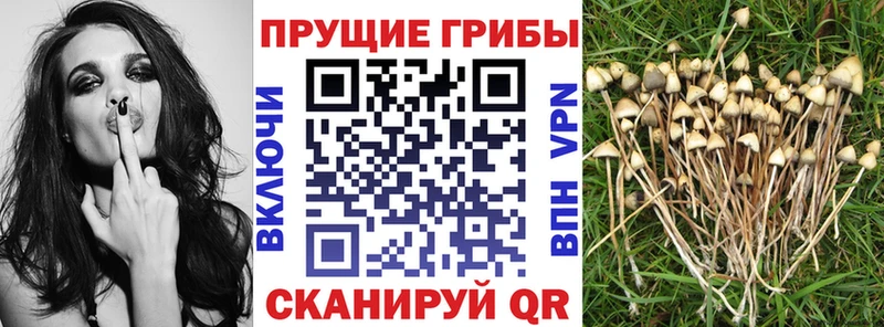 МЕГА ссылки  Салехард  Псилоцибиновые грибы GOLDEN TEACHER 